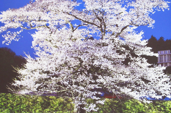 般若寺の桜
